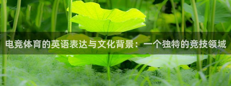 球王会体育